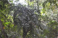 Stenochlaena palustris